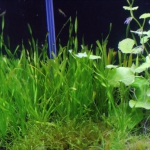 植栽から92日目（トリミングから33日目）　スクリューバリスネリア